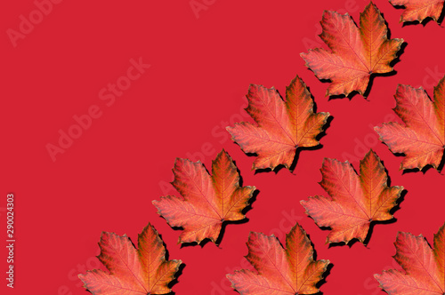 Maple leaves pattern on red background. Top view. Flat lay. Season concept. Creative layout of colorful autumn leaves.