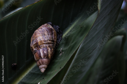 Achatina fulica or Giant african land snail agains dark green tropical leaves