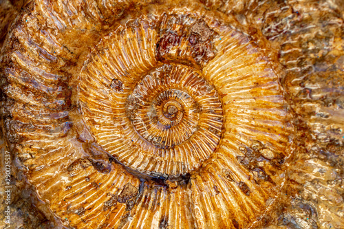 Fossilien Nautilus Altmühltal photo