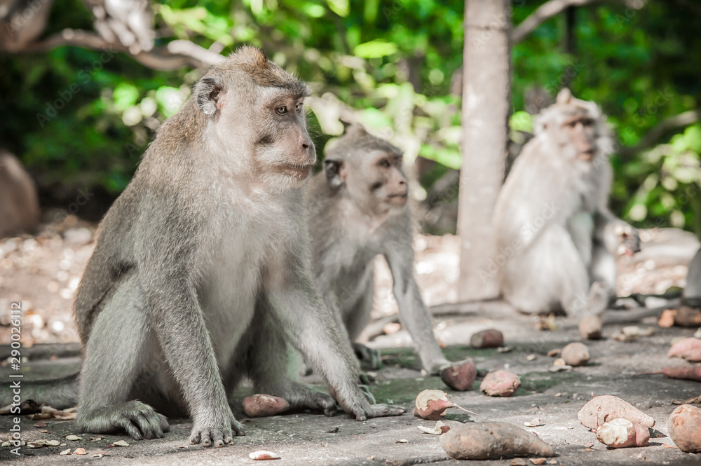 Photo of monkey family at Sacred monkey forest in Ubud Photo of monkey family at Sacred monkey forest in Ubud