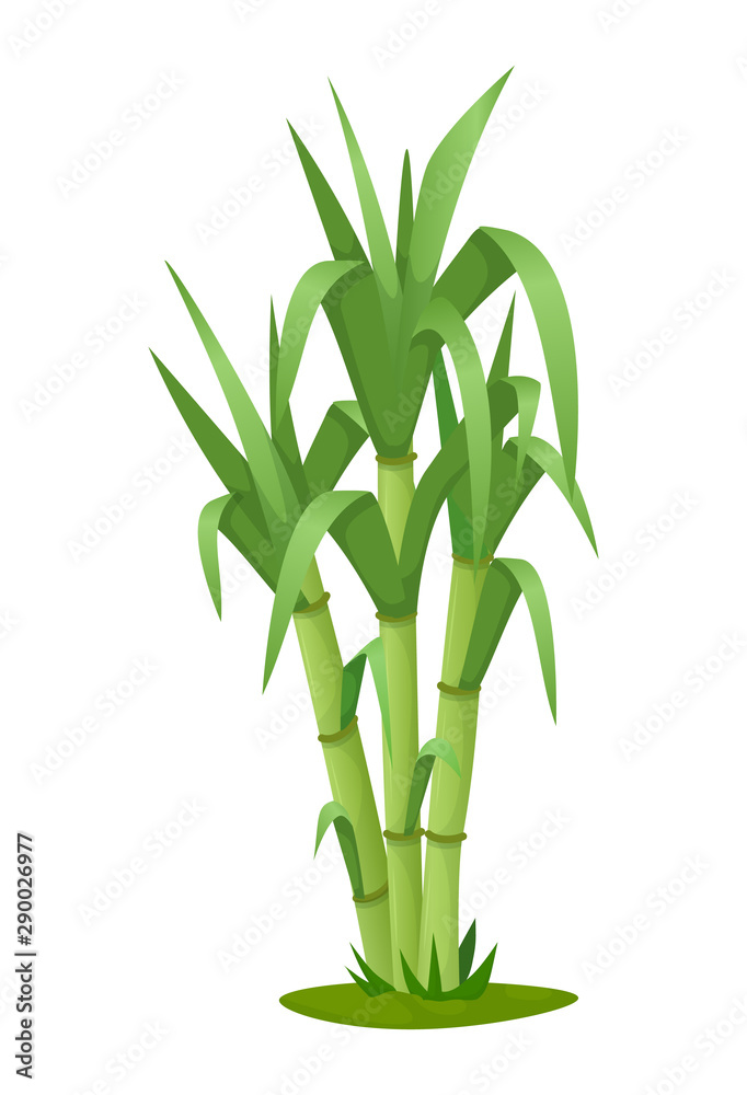 Sugarcane plant with stem and leaf isolated vector Sugarcane plant with stem and leaf isolated vector