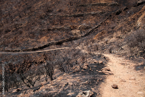 Gran Canaria after wild fire photo