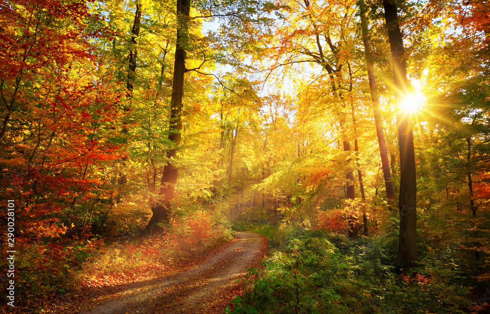 Colorful autumn forest - obrazy, fototapety, plakaty 