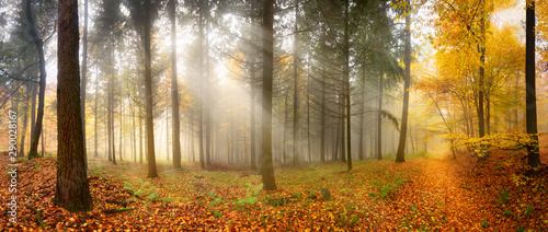 mglisty-las-jesienia-z-pieknymi-promieniami-miekkiego-swiatla