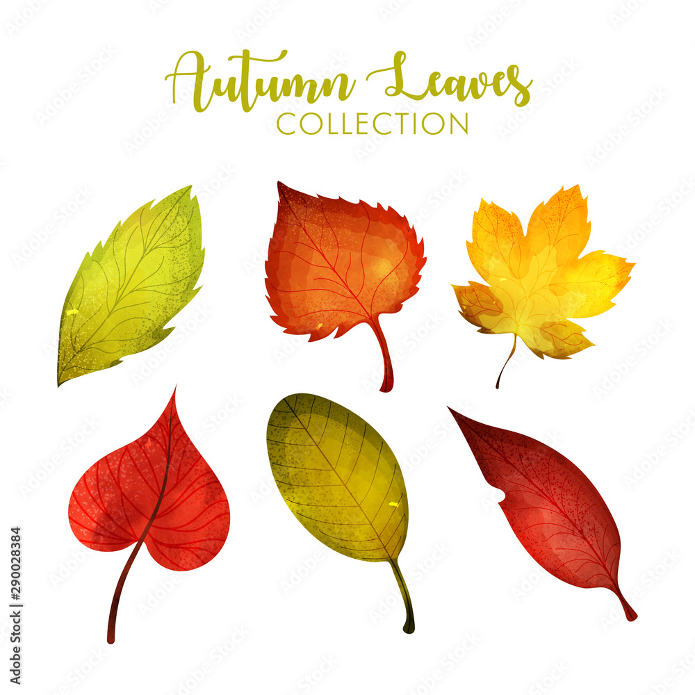 Obraz premium vector illustration of Autumn Leaves Set.