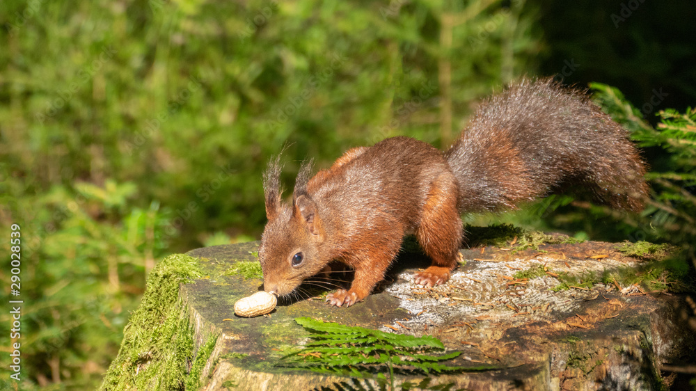 Süßes Eichhörnchen im Wald ( Doniswald ) bei Königsfeld im Schwarzwald futtert Erdnuss