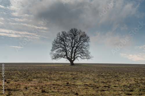 Lonely big tree on meadow landscape. Gloomy and sad field view. Dramatic background concept.