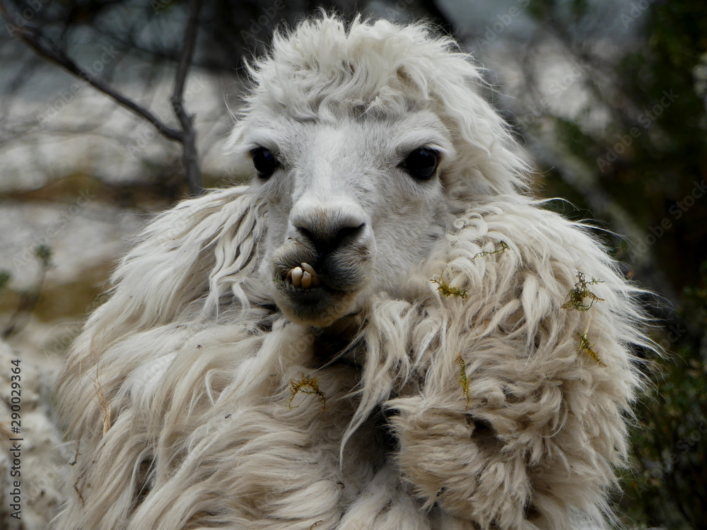 CORDILLERA DE HUAYHUASH, PERÚ - AUGUST, 25, 2019: Vicugna pacos grazeing in the mountain. CORDILLERA DE HUAYHUASH, PERÚ - AUGUST, 25, 2019: Vicugna pacos grazeing in the mountain.