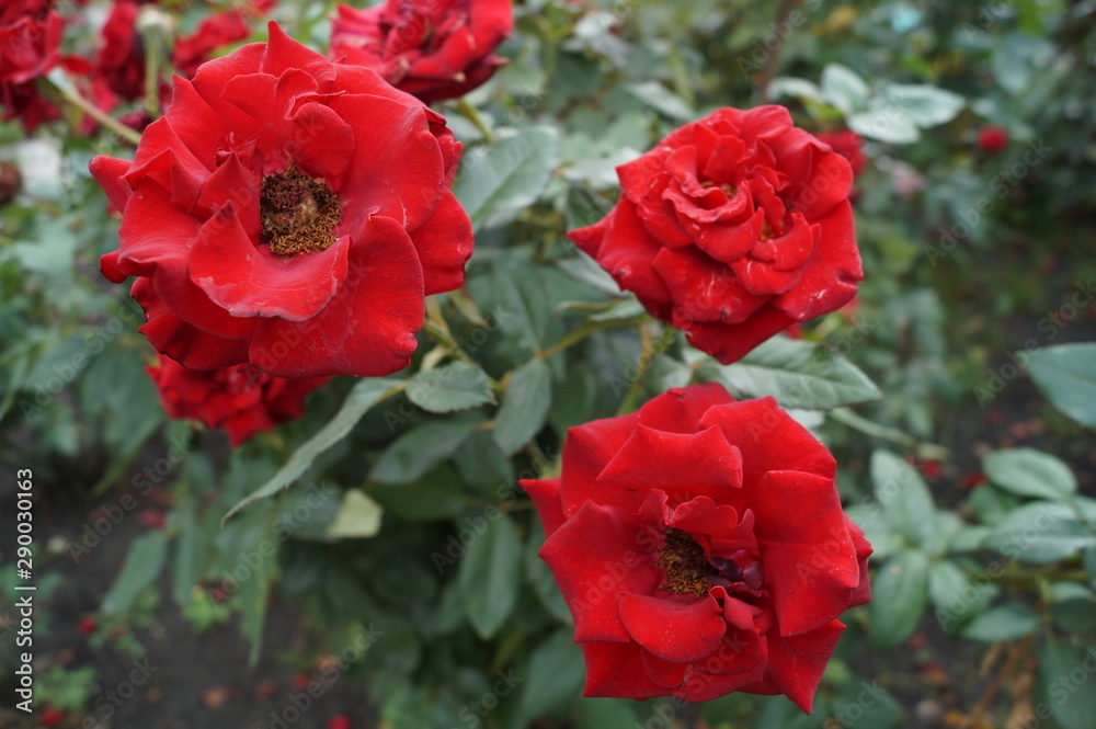 red roses in the garden red roses in the garden