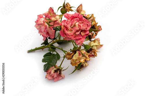 Fototapeta Naklejka Na Ścianę i Meble -  Cut off blossomed rose branch. Dry flowers rose isolated on a white background.  Pruning plants in the garden. Gardening. Top view.