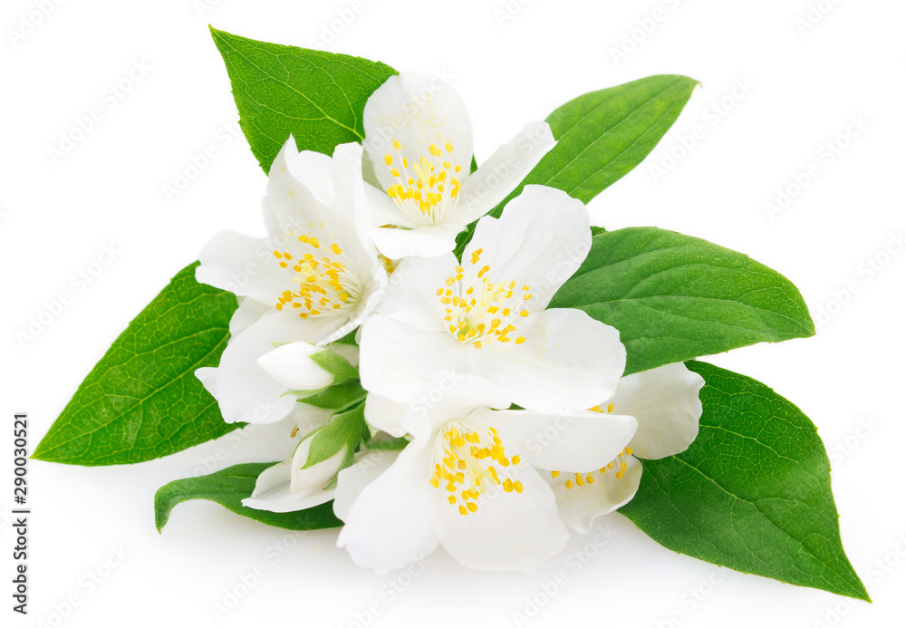 Fototapeta premium Fresh jasmine on white background
