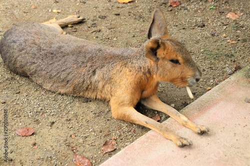 動物園のマーラ photo