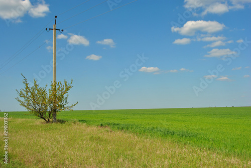 Landscape with green wheat field, on the edge bush, pole with crossarms support electrical wires on it,  blue cloudy sky on horizon, sunny day
