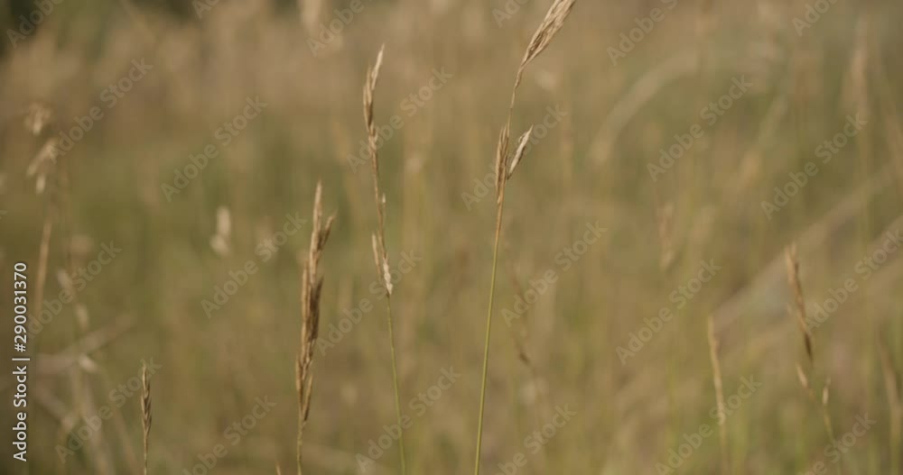 Close up of tall grass moving in the breeze. Close up of tall grass moving in the breeze.