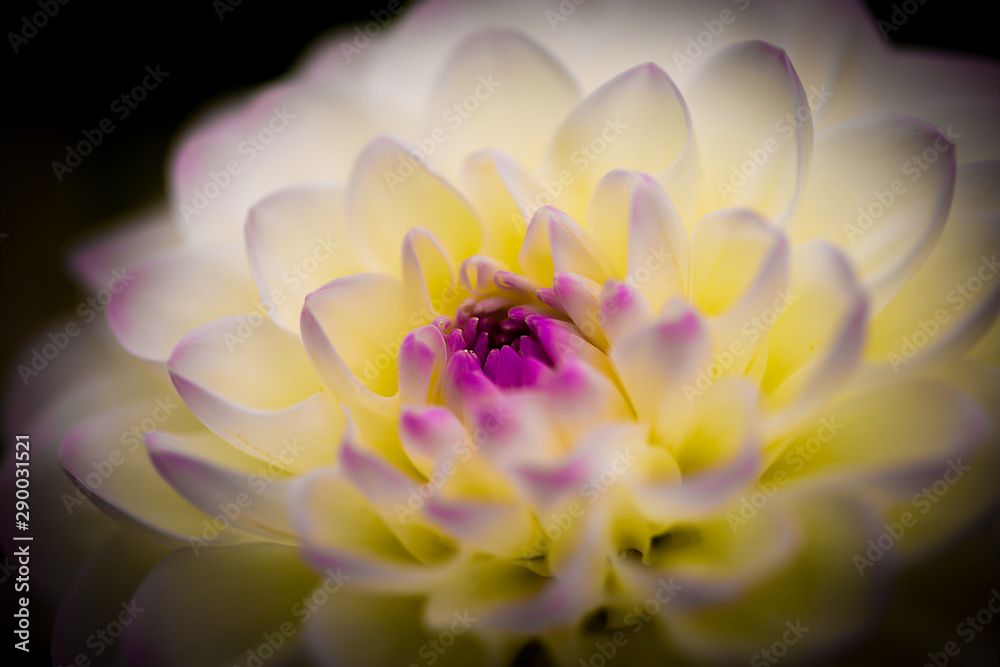 Blumen Blumen