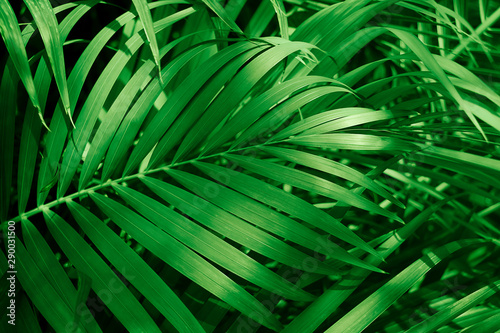 Dark palm leaves that are natural for the background.