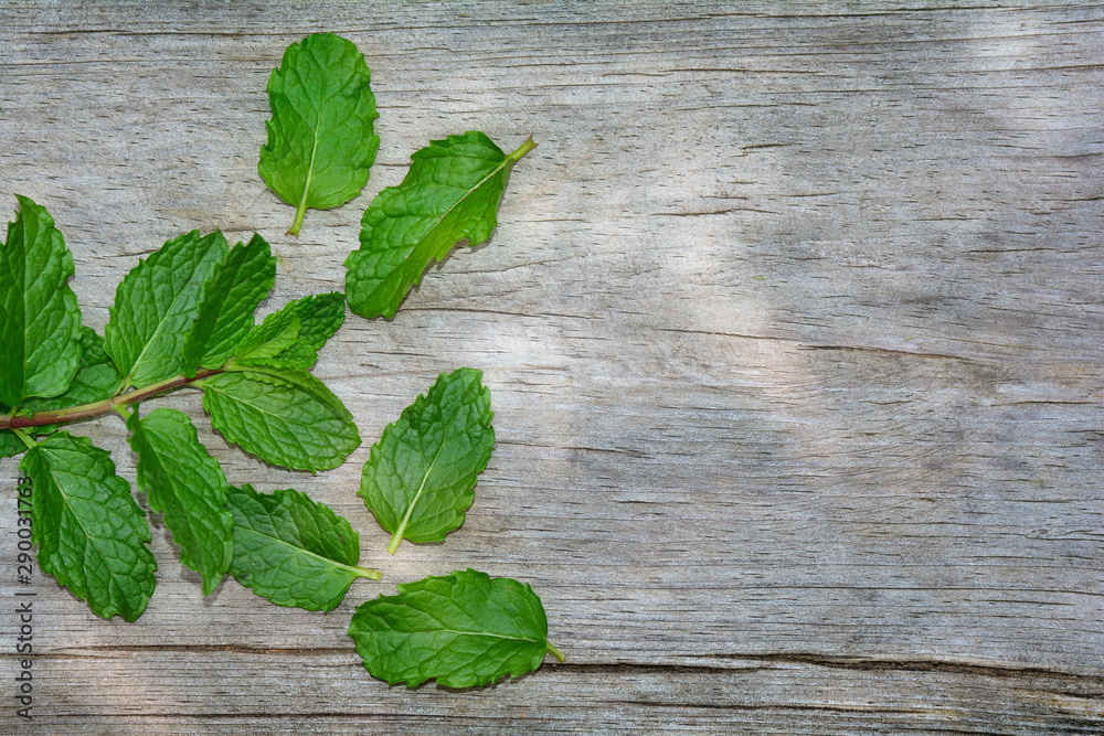 Fresh peppermint leaves on bright old wood with copy space Fresh peppermint leaves on bright old wood with copy space