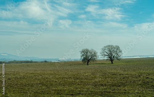 Two bare trees on large meadow landscape. Gloomy and sad field view.