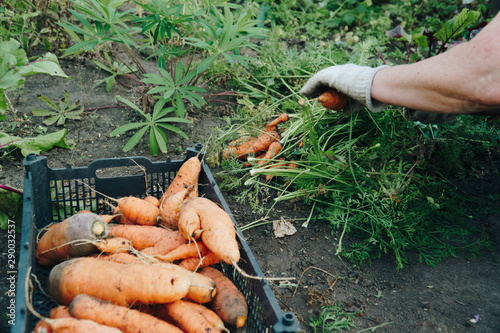 Autumn carrot harvest in your own garden 1
