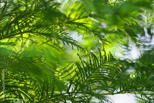 Fototapeta Naklejka Na Ścianę i Meble -  Metasequoia glyptostroboides. Relic tree, green branches. Natural green background