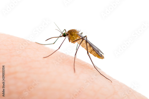 Encephalitis, Yellow Fever, Malaria Disease, Mayaro or Zika Virus Infected Culex Mosquito Parasitic Insect Isolated on White Background