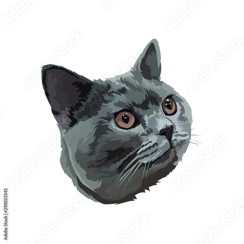british short hair cat head on white background