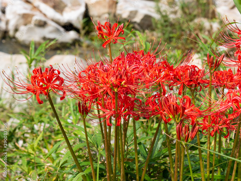 Red spider lily - Lycoris radiata - is bloom beside a stream in Saga prefecture, JAPAN. Red spider lily - Lycoris radiata - is bloom beside a stream in Saga prefecture, JAPAN.