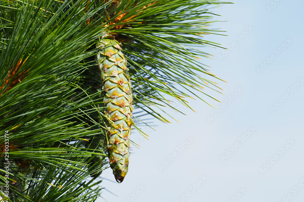 Pinus strobus, white pine, weymouth or soft pine. Branch and resinous bump, cone against the blue sky Pinus strobus, white pine, weymouth or soft pine. Branch and resinous bump, cone against the blue sky
