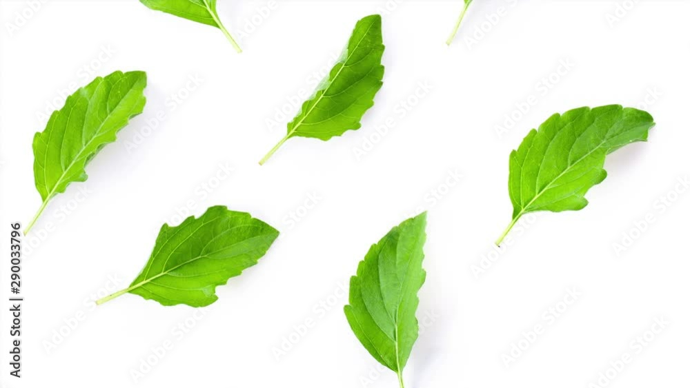panning holy basil leaf isolated on white background. top view panning holy basil leaf isolated on white background. top view
