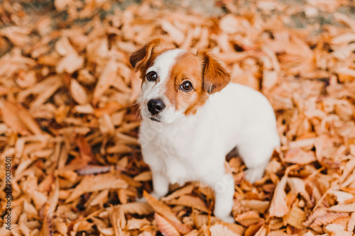 cute small jack russell terrier dog lying on brown leaves outdoor. Autumn concept