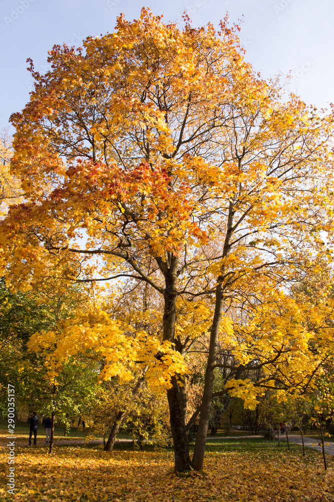 Autumn landscape, old maple with yellow leaves in a city park lit by the sun