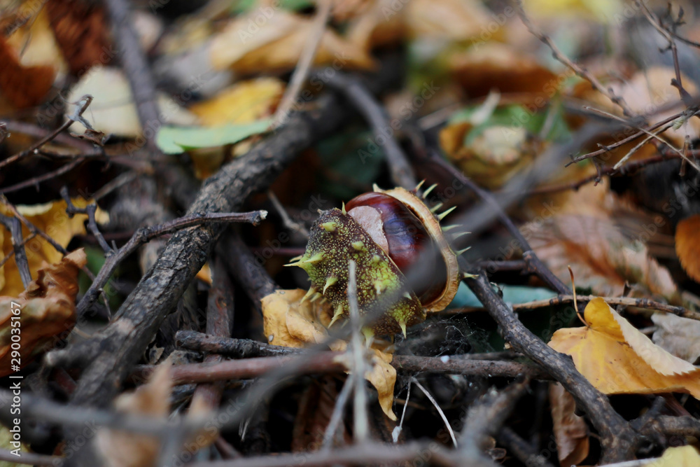 View of the chestnut in the peel, which lies in the park among dry trees and yellow autumn leaves