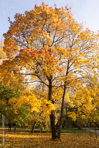 Autumn landscape, old maple with yellow leaves in a city park lit by the sun