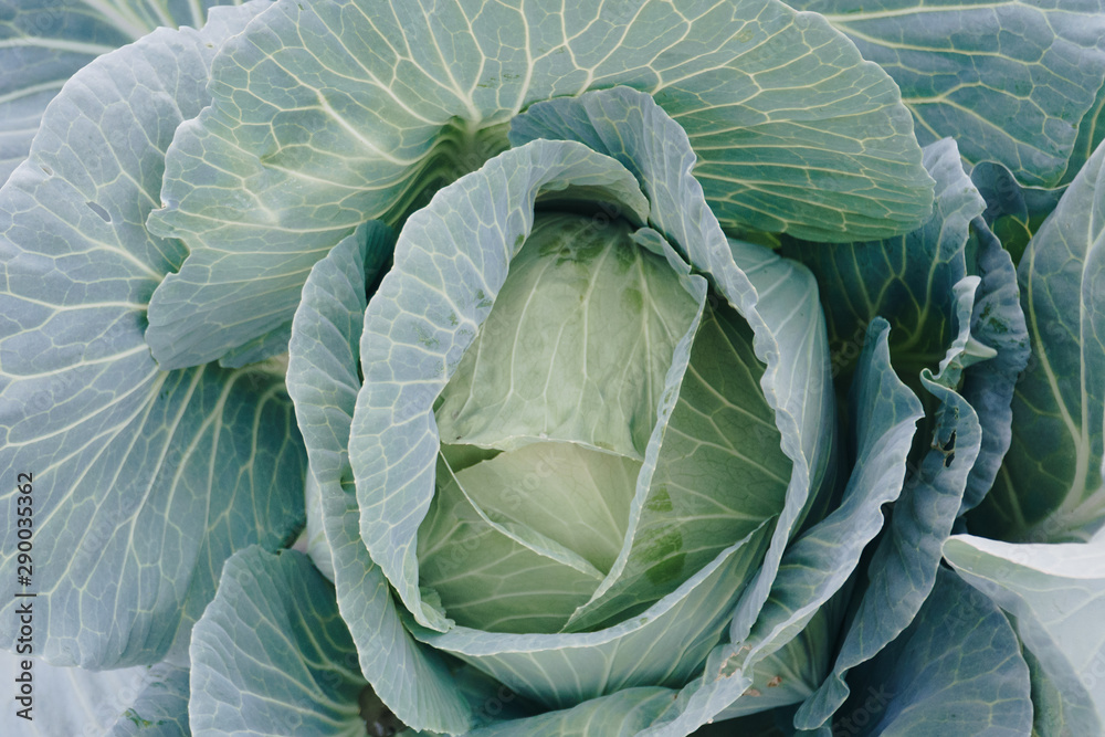 Obraz premium head of cabbage in a garden close-up