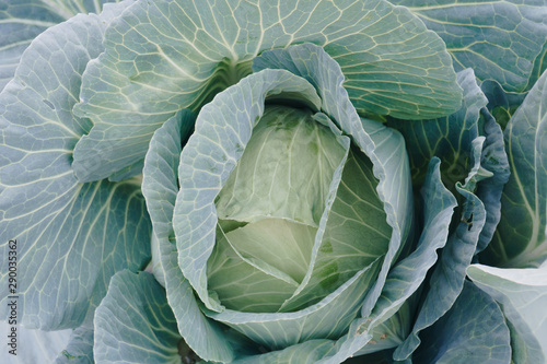 head of cabbage in a garden close-up