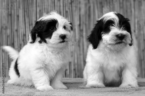 Valokuva Bichon havanese puppies