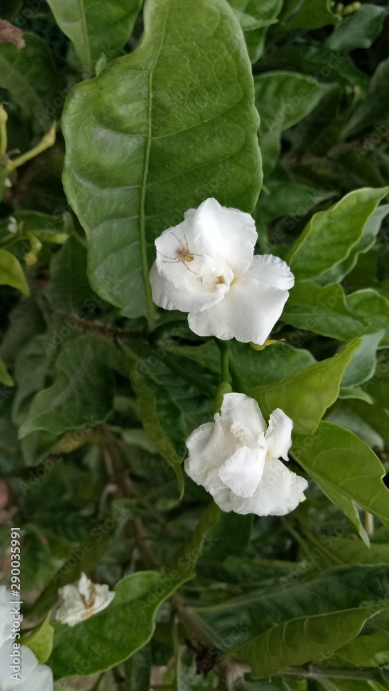white flower in the garden white flower in the garden