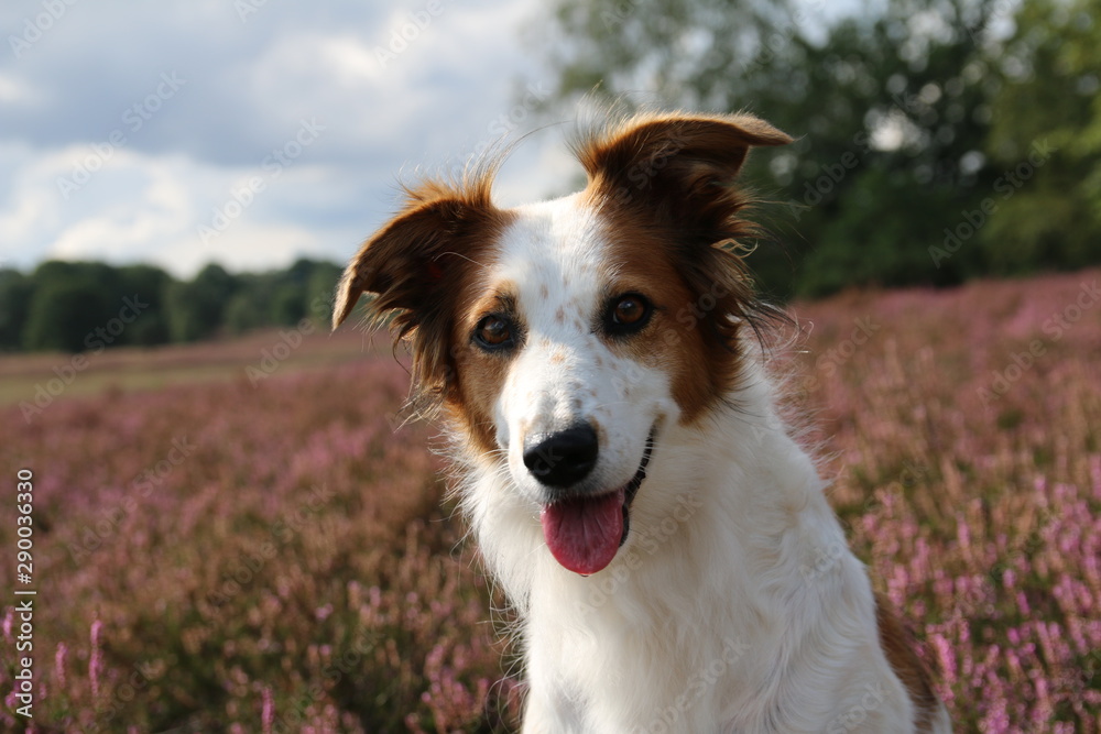 Hund Leila posiert vor der blühenden Heide. Hund Leila posiert vor der blühenden Heide.