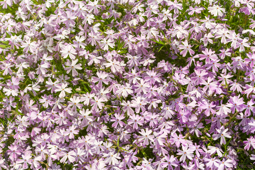 Blooming lilac picturesque flowers pattern