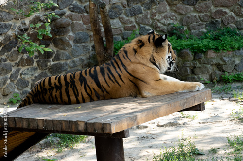 Siberian tiger, also known as the Amur tiger. photo