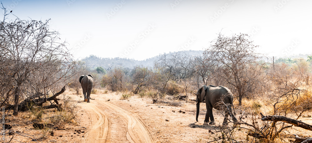 elephant with baby walking along road. south africa