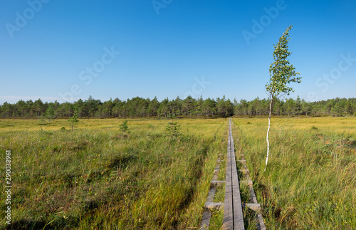 Footpath duckboards on a beautiful summer morning in Kurjenrahka National Park, Finland. photo