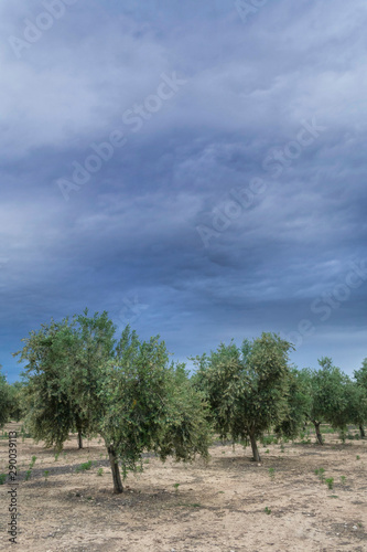 Olive tree in flowering during spring, clouds of purple color threaten thunderstorm, Andalusia, Spain