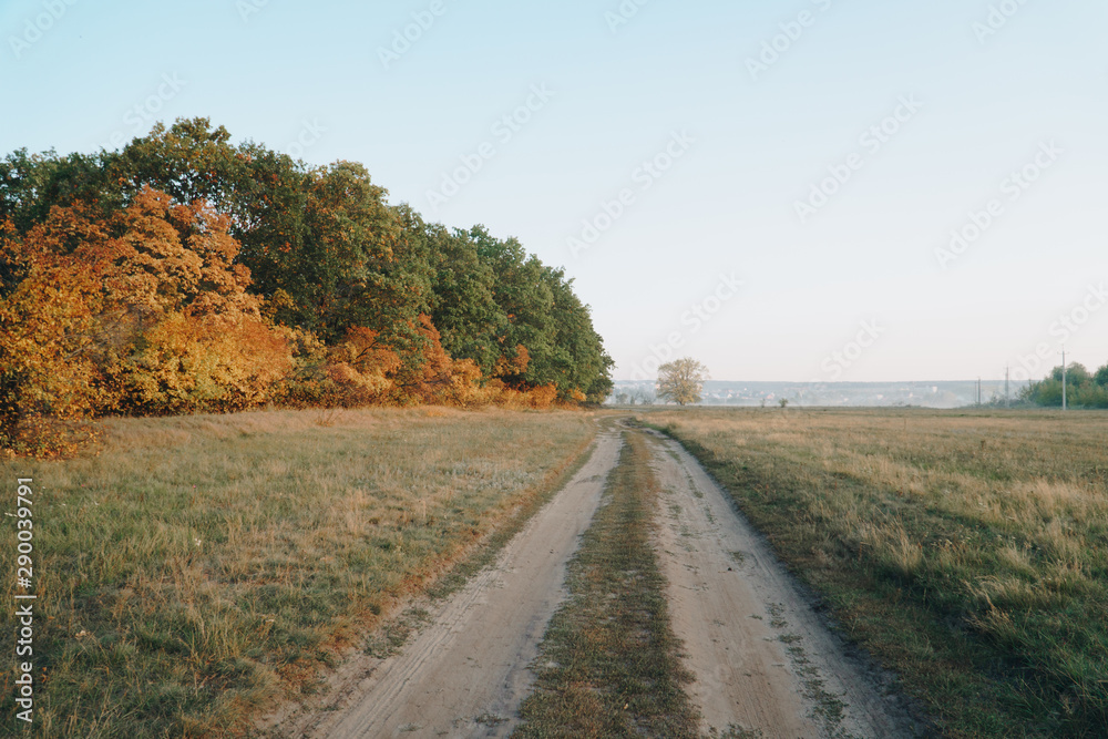 autumn panorama of the road near the yellow forest