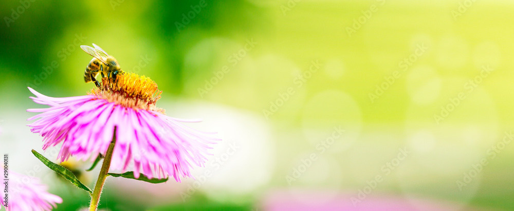 Lilar flower with a bee collecting pollen or nectar. Banner style artistic fantastic beautiful nature image. Bee macro close up summer natural image with copy space. - obrazy, fototapety, plakaty 