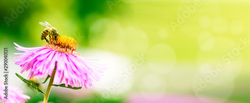 Lilar flower with a bee collecting pollen or nectar. Banner style artistic fantastic beautiful nature image. Bee macro close up summer natural image with copy space.