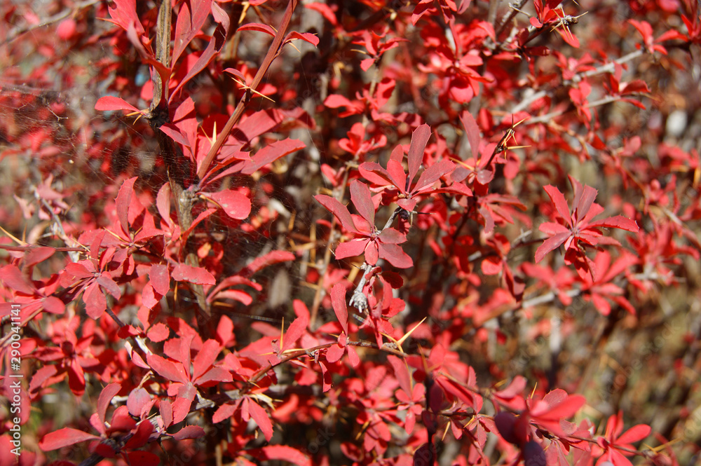 Shrubbery barberry background from sheet at September Shrubbery barberry background from sheet at September