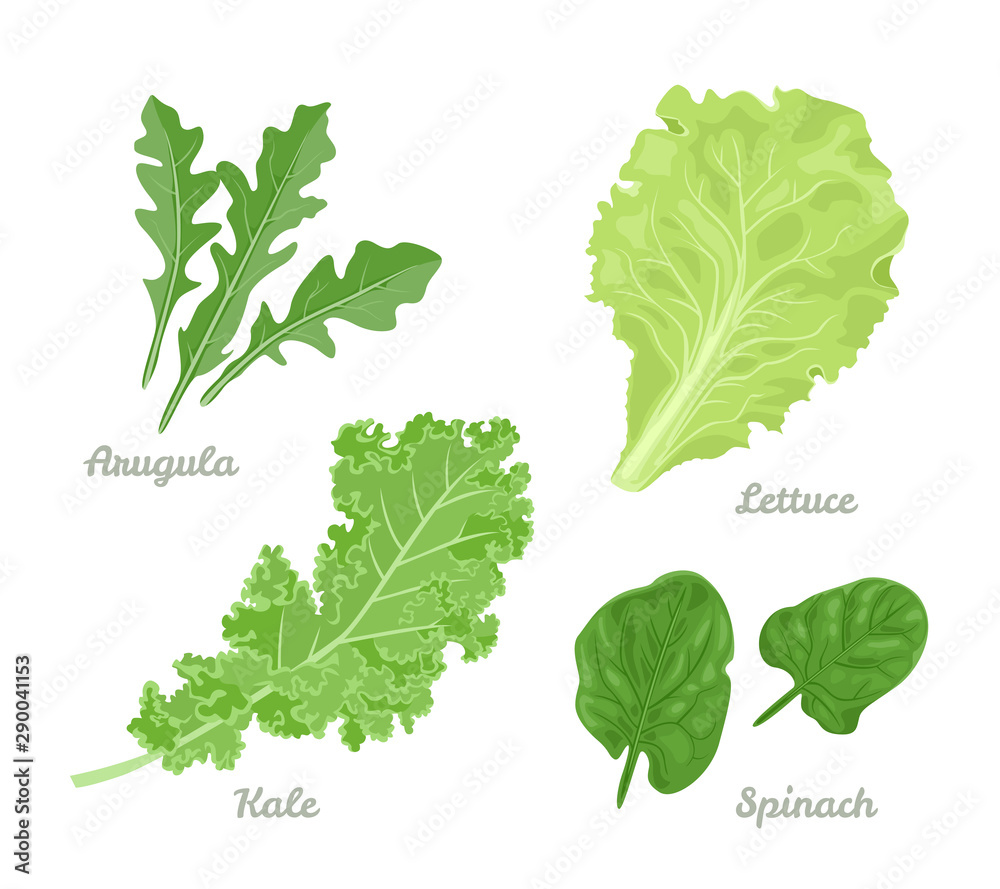Salad leaves set. Spinach, Arugula, Lettuce and Kale isolated on white background. Vector illustration of healthy food in cartoon simple flat style. - obrazy, fototapety, plakaty 