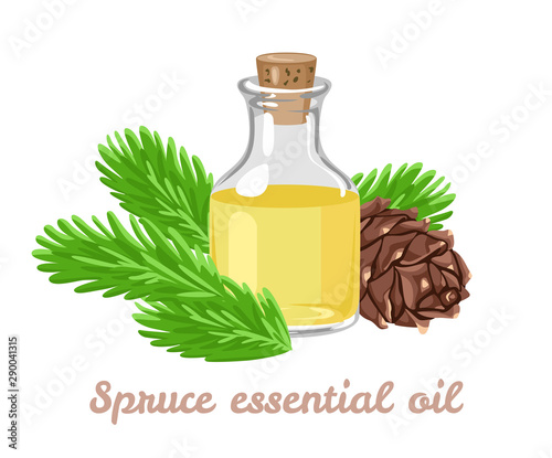 Spruce essential oil in a glass bottle isolated on white background. Vector illustration of aroma oil, branches of green needles and cones in cartoon simple flat style.