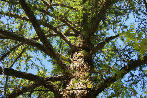 Conifer larch type from below year daytime